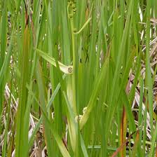 Image result for Typhaceae