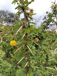 Image result for Acacia hockii