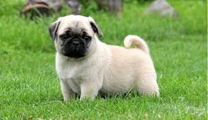 Maybe you would like to learn more about one of these? Pug Puppies For Sale Rio Grande City Tx 245021