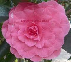 Expert Advice On Growing Camellia In The Uk