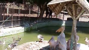 بحيرة البجع والاوز في حديقة الحيوان شاهد كيف يتعامل طيور البجع والاوز Places To Visit Visiting Places