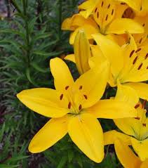 Asiatic Lily Eleanor Roosevelt Spectaculaire Pour Le Jardin Des Poissons Zodiaque Design Jardin Jardins Poisson Zodiaque