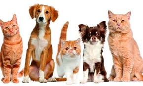 They provide a variety of services including house calls. About Us At Eastridge Animal Hospital Pet Clinic In La Mesa