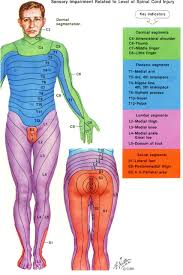 Dermatome Chart With Symptoms More Pain First Thing In The