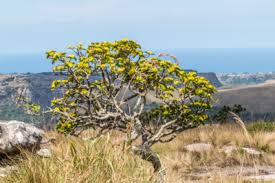 Image result for Psychotria capensis