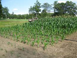 The impression is that sweet corn needs lots of room to grow. Growing Sweet Corn Fact Sheet Extension