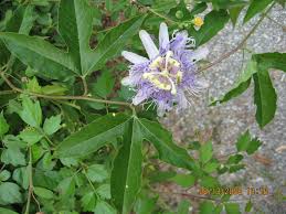 Send roses send flowers fresh flowers bouquets passion flower floral designs dahlia floral arrangements florals. Photos Native Plant Society Houston Chapter