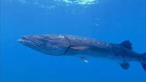Barracuda networks is currently making this service available free of charge and we hope to keep it that way. Barracuda Fish Britannica