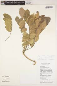 Image result for Bobgunnia madagascariensis