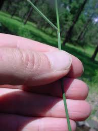 Image result for Poa schimperiana