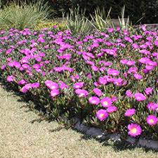 Send flowers or choose from our range of indoor plants, dried flowers and gifts. Easy Care Flowering Plants