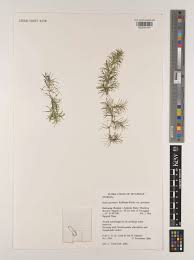 Image result for Najas graminea