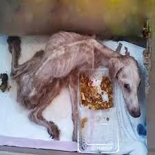 After I rescued Rex from that backyard he was abandoned in ...