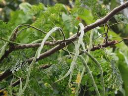 Image result for Moringa
