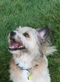 Ask A Vet Why Is The Fur On My Dog S Face Or Body Stained Brown Petsafe