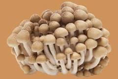 What is the most popular edible mushroom?