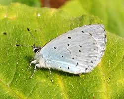 Image result for Celastrina argiolus