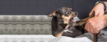 A basic guide to trimming your dog's nails. How To Groom A Small Dog That Bites Wag