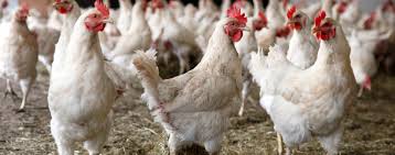 Get Up To Speed on Fast Growing Chickens | BestFoodFacts.org
