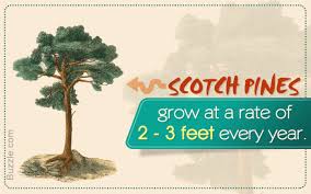 When planting your living screen, do not plant in a straight line. Protect Your Privacy With These Fast Growing Evergreen Trees Gardenerdy