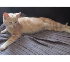 Galerie Donne Chien Chat Chiot Chaton Reptile Rongeur En Adoption Indre Et Loire Trouvez adoption chats dans chats et chatons à adopter | trouvez des chats et chatons à vendre ou adopter localement à grand montréal : vivastreet