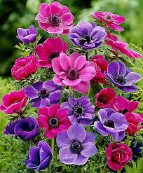 Anemone De Caen Mixed Flower Bulbs From Bakker Spalding Garden Company Blumen Pflanzen Schone Blumen Blumen
