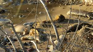 In the 1950s, hazardous chemicals known as polychlorinated biphenyls, or pcbs, were released by paper companies into wisconsin's fox river/green bay ecosystem. Hundreds Of Dead Fish Wash Up On Lake Winnipeg Shores Ctv News