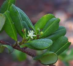 Image result for Erythroxylaceae