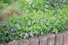Image result for Vinca major