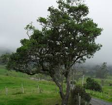 Image result for Myrsine