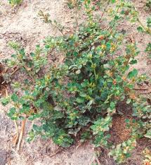 Image result for Glinus lotoides