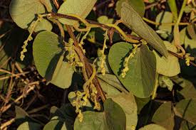 Image result for Cissampelos mucronata