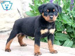 This typically consists of a spay/neuter, young puppy shots, a veterinarian examination, and needed grooming, nail clipping, etc. Boston Rottweiler Puppy For Sale Keystone Puppies