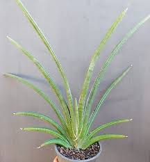 Image result for Sansevieria pearsonii
