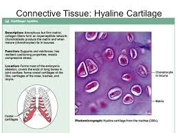 Moreover, you will be able to locate the body parts, where you can find this. Pin By Justin Taphorn On Connective Tissue Collagen Fibers Hyaline Cartilage Tissue