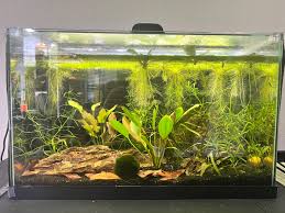 Please help me with my unhappy chili rasboras | Freshwater Fish Forum
