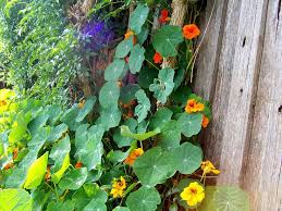 We did not find results for: Nasturtium Edible Companion Plant To Tomatoes Zucchini Broccoli Nasturtium Backyard Flowers Garden Plant Breeding