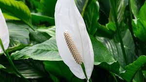 Plantes artificielles feuille de tortue plastique | plantes vertes murales, accessoires décoration de mariage en pot de fausses. Spathiphyllum Plantation Entretien Cote Maison