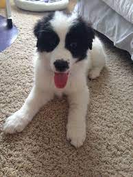 Nuria The 11 Week Old Pyratolian Great Pyrenees Anatolian Shepherd Mix Pup Great Pyrenees Anatolian Shepherd Dog Breeds Fur Babies