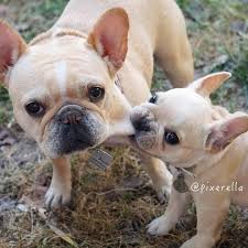 Batpigandme French Bulldog Puppies Bulldog Frenchie Bulldog