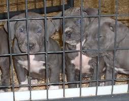 It is a larger dog breed of america. Weimaraner Mix Puppies 5 S Web Page