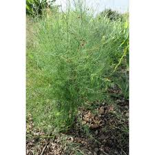 Image result for Asparagus minutiflorus