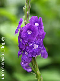 Image result for Stachytarpheta