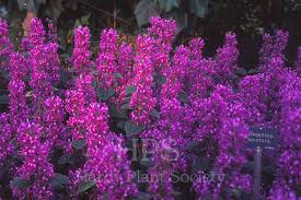 Image result for Hypoestes aristata