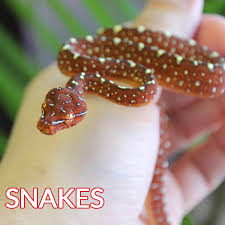 We carry exotic animals such as reptiles, amphibians and invertebrates as you can see in our gallery below. Home Page Ever Evolving Exotics Reptiles Amphibians And Enclosures
