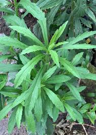 Image result for Erigeron sumatrensis