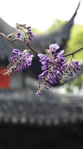 戒幢讲堂| 开启生命的深层意义| 西园戒幢律寺
