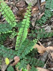 Image result for Adiantum incisum