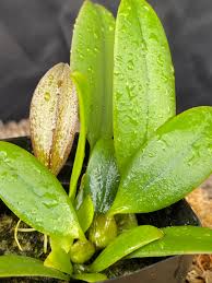 Image result for Bulbophyllum humblotii