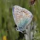 Butterfly walk at Moore Nature Reserve